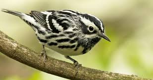 Black And White Striped Bird Feather One Of The Earliest Arriving Migrant Warblers The Black And White Warbler S Thin Squeaky Song Is One Of The First Signs That Sp Black And White Birds Animals