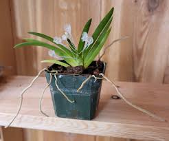 Image result for Podangis dactyloceras