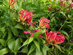 Image result for Gloriosa superba