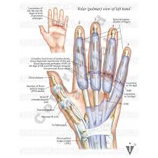Image result for Normal Anatomic Position of the Hand and Wrist