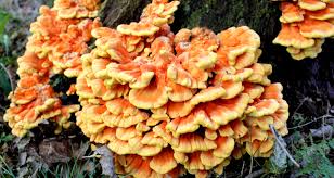 Cats are obligate carnivores, which means that they need a strict meat diet to survive. The Many Health Benefits Of Mushrooms And How To Add Them To Your Pet S Diet Dr Basko Holistic Veterinarian