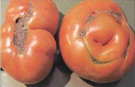 Maybe you would like to learn more about one of these? Tomato Catface
