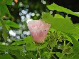 Image result for Hibiscus mutatus