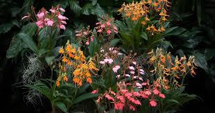 Image result for Habenaria cirrhata