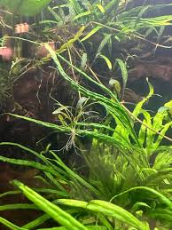 Image result for Eleocharis variegata