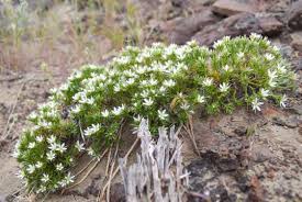 Image result for Swertia brownii