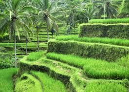 We did not find results for: Ubud Tempat Kedamaian Dan Ketentraman Traverse Id