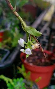 Image result for Impatiens keilii