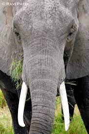 Up Close To An Elephant Elephant Photo Unique Image