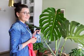 Incipit vita nova.sotto la quale rubrica io trovo scritte le parole le quali è mio intendimento d'asemplare in questo libello; Monstera Pflege So Machst Du Es Richtig