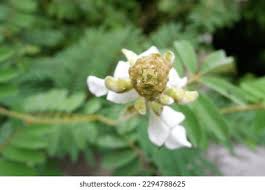 Image result for Tephrosia vogelii
