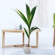 Cocos Nucifera Bitki