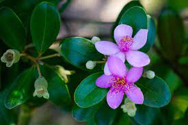 Myrtle Tree Types Flower Meaning How To Grow Pictures Florgeous