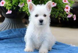 Bouncing Brandon West Highland Terrier Puppy For Sale Keystone Puppies West Highland Terrier Puppy Westie Puppies For Sale Westie Puppies