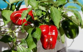 How much sun do bell peppers need? How To Grow Bell Peppers In Pots Or Containers Gardening Chores