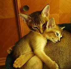 Mama Love Is The Best Abyssinian Cats Cute Cats Animals