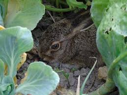 I have numerous bird feeding stations and baths. Can I Bathe My Rabbit