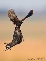 Black Bird With Long Tail South Africa Long Tailed Widow Bird Outdoorphoto Gallery Beautiful Birds Bird Bird Species