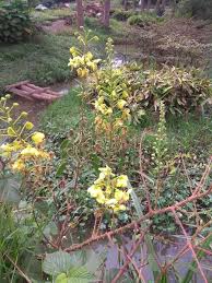 Image result for Caesalpinia decapetala