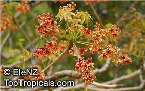 Image result for Sterculia appendiculata