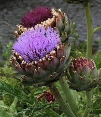 Big Thistle By Andrewsteeleuk Scottish Flowers Flowers Artichoke