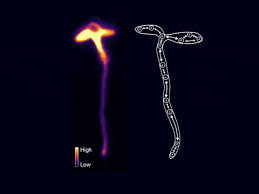Maybe you would like to learn more about one of these? Plants Can Tell Time Even Without A Brain Here S How Interalia Magazine