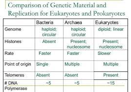 Comparison Of Genetic Material And Replication For Eukaryotes And Prokaryotes Bacteriaarchaeaeukaryotes Genomehaploi Prokaryotes Enzymes Activity Biotechnology