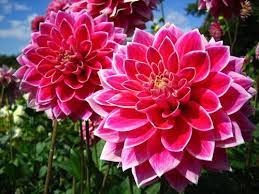 Dahlia Kikko Nishiki Flowers Plants Dahlia