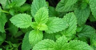 23 Obat Sakit Gigi Berlubang Tradisional Paling Ampuh Haipedia Com