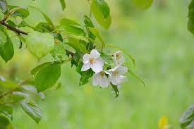 pixabay上的免费图片 苹果树 树 性质 雨后 雨 滴 叶子 鲜花 白色的花 apple tree fruit trees nature