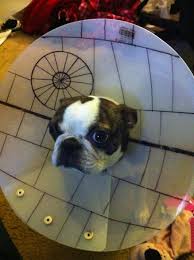 Best dog cone alternative diy from homemade cone alternative the cone was banging against.source image: 9 Epic Cones Of Shame That Won T Make Your Dog Hate You Less