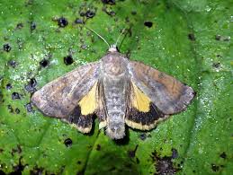 Image result for Noctua interjecta