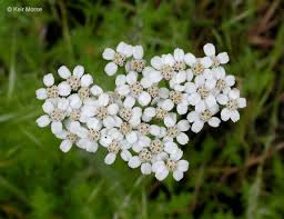 Image result for Achillea millefolium