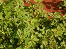 Image result for Malvastrum coromandelianum