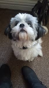 Check spelling or type a new query. Doggy Spa