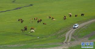 呼伦贝尔草原披绿装- 中国日报网