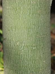 Image result for Hildegardia