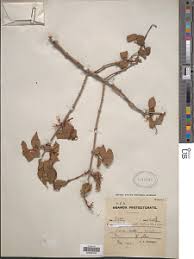 Image result for Agelanthus zizyphifolius