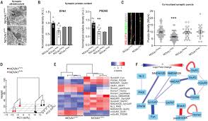 Briggs myers type theory provides your type formula, type description, career choices. Reintroduction Of The Archaic Variant Of Nova1 In Cortical Organoids Alters Neurodevelopment Science