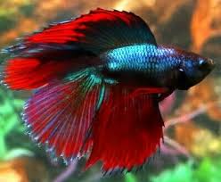 These bettas look similar to regular crowntails, but have two caudal fins and larger dorsal fins characteristic of double tails. Double Tail Betta Betta Splendens Breeding Pair Live Freshwater Fish Ebay