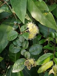 Image result for Pisonia aculeata