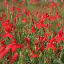 Image result for Rourea coccinea