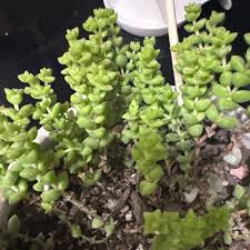 Image result for Crassula lanceolata