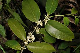 Image result for Olacaceae