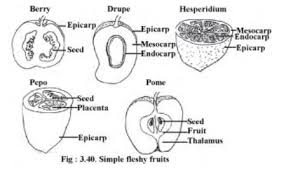 The Fruit Structure And Classification Concepts Videos