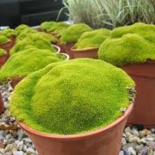 Recherche Jardins Petits Google Zenpetits Jardins Zen Recherche Google Jardin Japonais Jardins Jardin De Mousse