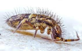 We have discussed natural ways to eliminate and dispose of springtails. How To Get Rid Of Springtails On Your Beaumont Property