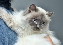 Blue point himalayan kittens have whose blue coat color is confined to the points: Himalayan Katze Charakter Haltung Pflege Zooplus