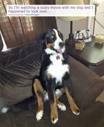 Pin By Meme Mate On Popular Funny Animals Scary Movies Funny Dogs