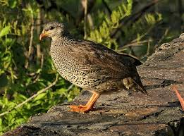 Image result for Tragiella natalensis